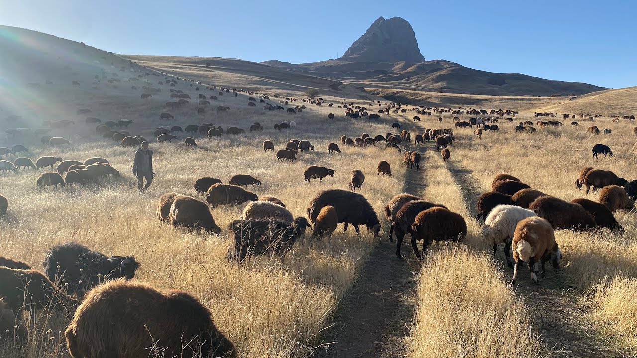 DOĞAN GÜNEŞ ÇOBANLAR İÇİN DOĞACAK KIŞLA SERBEST OLDU OT BOL.