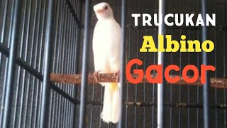 Burung Trucukan Albino Gacor | Pancingan Burung | Masteran Burung | Trucukan Gacor | Suara Burung