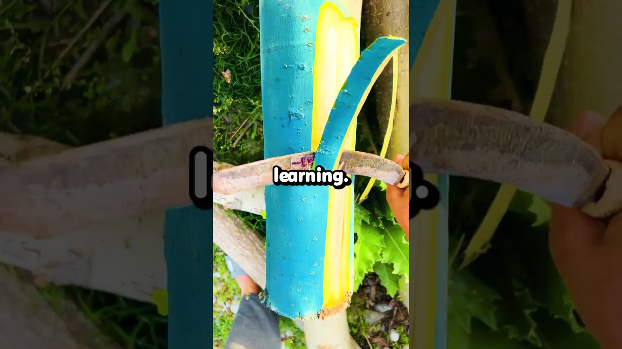 What became so popular at your school that teachers had to ban it?