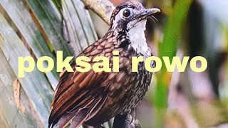 kicau burung poksai rowo/ rowo rowo