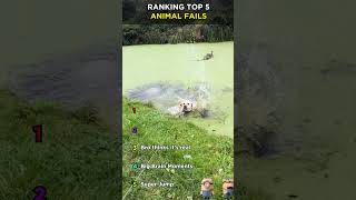 Top 5 Funniest Animal Fails 😂🐾 |#shorts