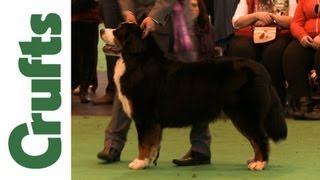 Crufts 2012  Bernese Mountain Dog Best of Breed
