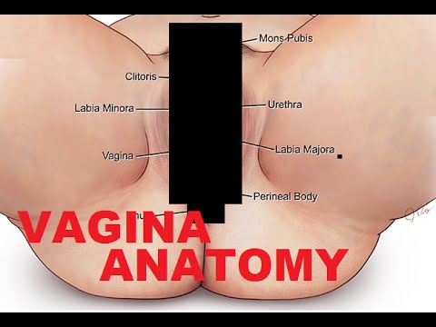 Vagina Anatomy And Female Reproductive System ▶0:34 