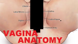 Men jamoat transportida orgazmni yoqtirardim. Porno haqida anekdotlar