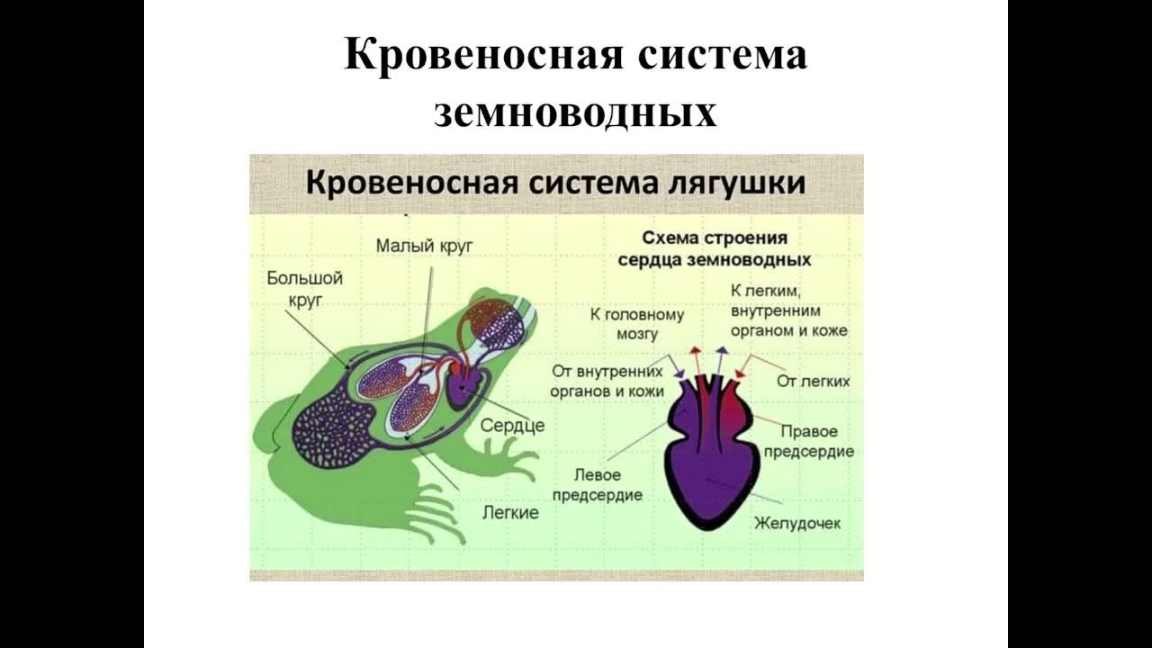 Кровеносная система птиц и пресмыкающихся