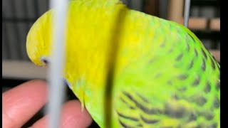 Playing with my bird Kiwi 🐤🥰🙏🏻🕉️🙏🏻 by Babita Sharma 274 views 5 months ago 2 minutes, 25 seconds