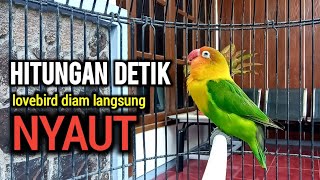 LOVEBIRD NGEKEK PANJANG Mantab, PANCINGAN LOVEBIRD FIGHTER, PUTAR SEKALI LAWAN LANGSUNG NARIK, Coba!