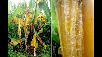 Bệnh vàng lá héo rũ trên cây chuối gây thiệt hại nặng | Thịnh Nông Nghiệp