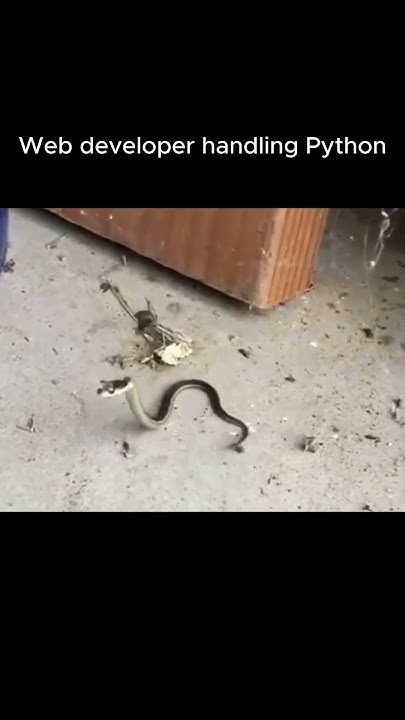 Web developer handling Python - YouTube
