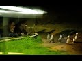 Penguin Parade Underground Viewing