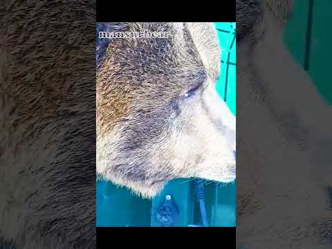 Ох, уж эти глазки..ох, уж этот носик!🐻💜