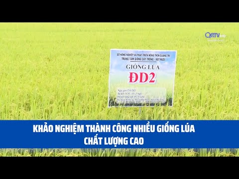 Video KHẢO NGHIỆM THÀNH CÔNG NHIỀU GIỐNG LÚA CHẤT LƯỢNG CAO... - youtube