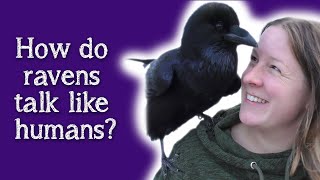 Fable the Raven | How do Ravens speak like humans?