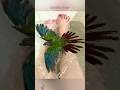 Parrot bathing. #funny #pet #parrot #funnyvideo #parrotsoftiktok #birds #foryou