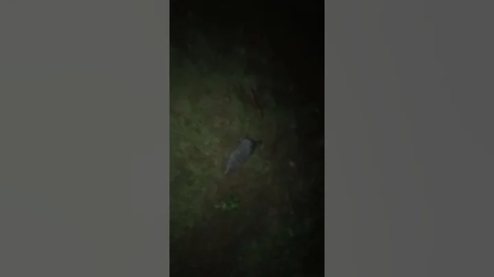 funny two rat