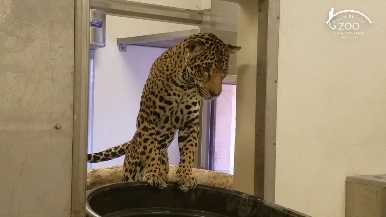 Fiona the jaguar is into Feng Shui