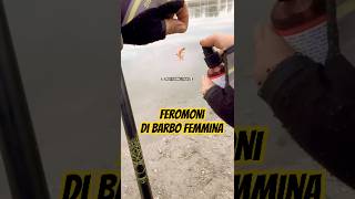 🩸 Con i FEROMONI li prendi tutti #shorts #pesca #feromonas #esche #reelfishingitalia #viral