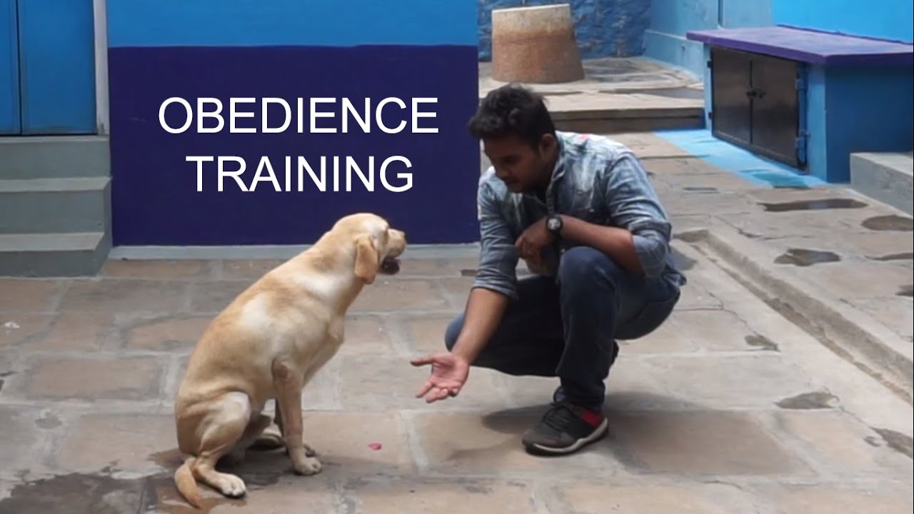 Trained 8 months old Labrador Obedience Training YouTube