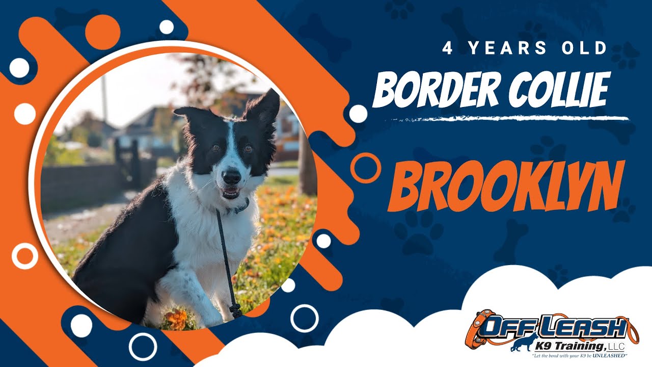 Best Border Collie Dog Training Brooklyn Dog Training in London