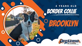 Best Border Collie Dog Training | Brooklyn | Dog Training in London