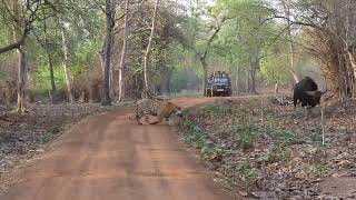 face-off between Sub adult Tiger & Indian Gaur...  Tadoba Andhari Tiger Reserve.