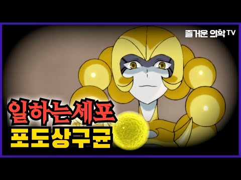 일하는세포 - 황색포도상구균이 침입했을 때 어떤 일이 일어날까?