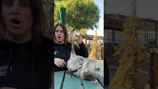 RADAR THE AWESOME POSSUM🤩🙌