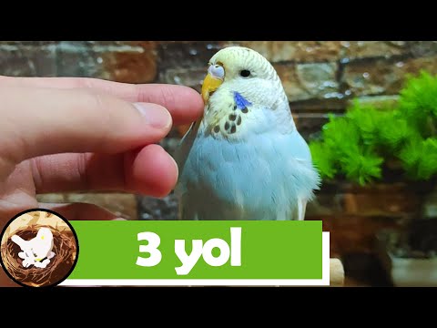 Video: Yabani Kuş Yumurta İnkübatörü Nasıl Yapılır: 15 Adım