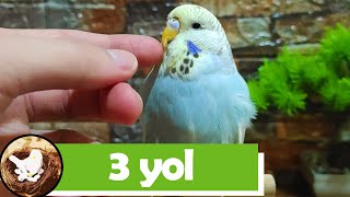 Muhabbet Kuşu Güvenini Pekiştirmenin 3 Yolu