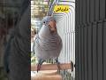 قورتش بدم Sweetparrot Birds Talkingparot Blueparrot Funny راهب طوطی قورتش بدم Sweetparrot Birds Talkingparot Blueparrot Funny راهب طوطی