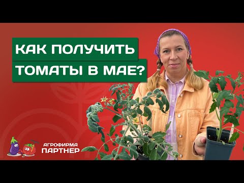 СОБИРАЕМ СУПЕРРАННИЙ УРОЖАЙ ВКУСНЫХ ТОМАТОВ