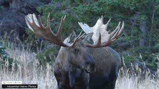 Another Day in the Alaska Moose Rut, What Will Happen #alaska