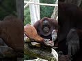 Cute Mom and Baby Caught on Camera#shorts#orangutans#funnyvideo#funnyanimals