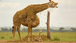 Pregnant Mother Giraffe In Danger Covered In Creepy Beetles Shocking Wildlife Rescue