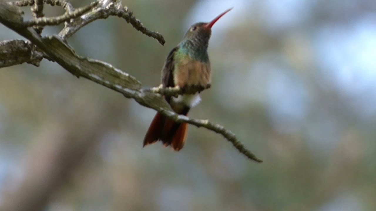 Buff-Bellied Hummingbird