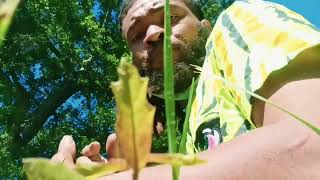 Arex Rubber Bandz - Major (Official Music Video)