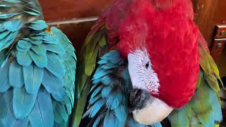 Macaws Preening Their Feathers