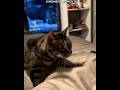 Cats Kindness Moments 😢❤️|#shorts #emotional #cat #kitten #cute