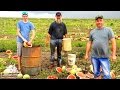 Выбиваем семена арбуза в Бразилии сорта Топ Ган и Манчестер