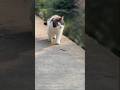 ​The Royal Walk: Cutest Cat Ever! 🐾✨​Confidence Level: Cat 😼🔥