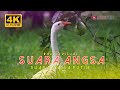 Suara angsa putih white goose sounds