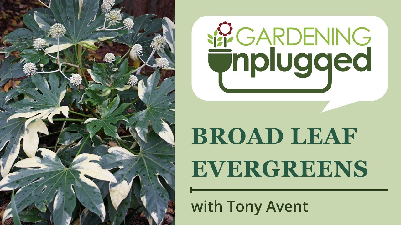 Gardening Unplugged - Broad Leaf Evergreens for Your Garden With Tony Avent