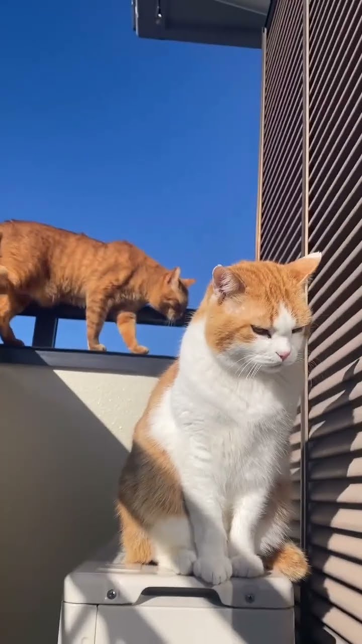 Top des vidéos très mignon ♥️ ❄️ ♥️ ❄️ ♥️ ❄️ ♥️