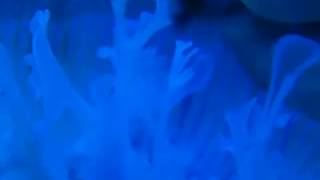 Bubble Coral - Digestive Filaments