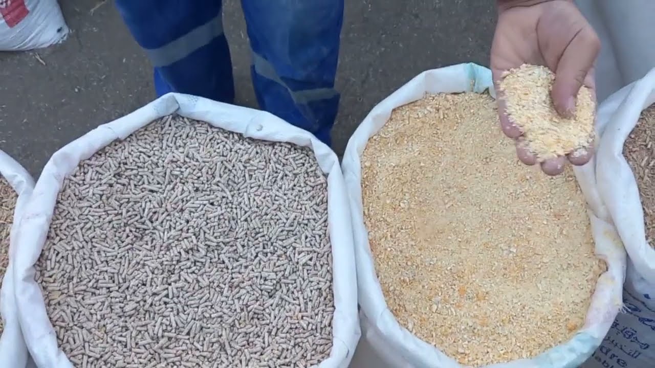 اسعار اعلاف المواشي من سوق بورقيقة ولاية تيبازة الجمعة 30 ديسمبر