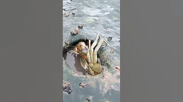 Giant Mud Crab Shorts 