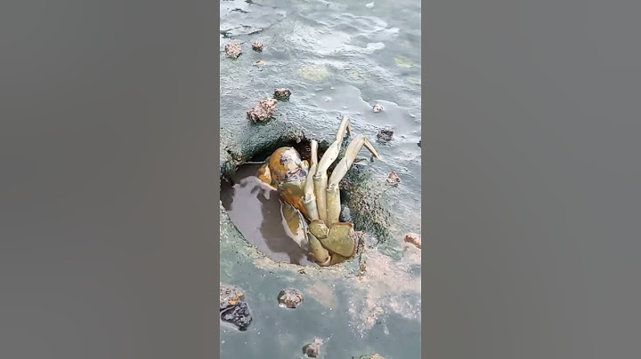 Giant mud crab 🦀 #shorts