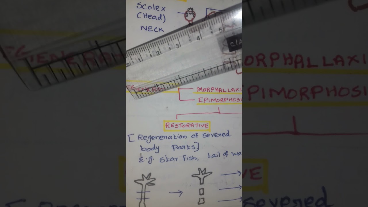 BUDDING, FRAGMENTATION , REGENERATION