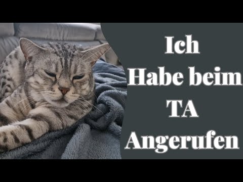 Kann dieser Kater wirklich alles Verstehen und sogar antworten?!😱