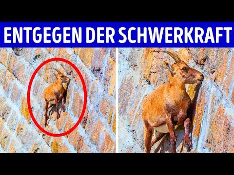 Video: Tiere Mit Einzigartigen Fähigkeiten